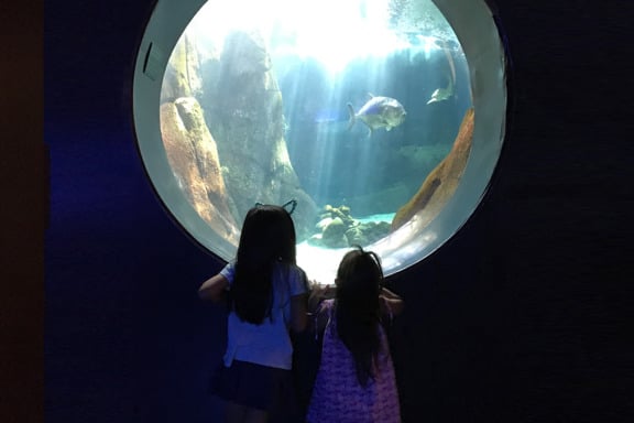 Аквариум Вайкики