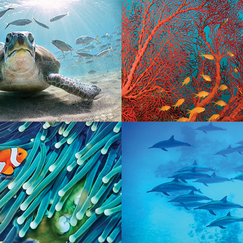 Фотография океана