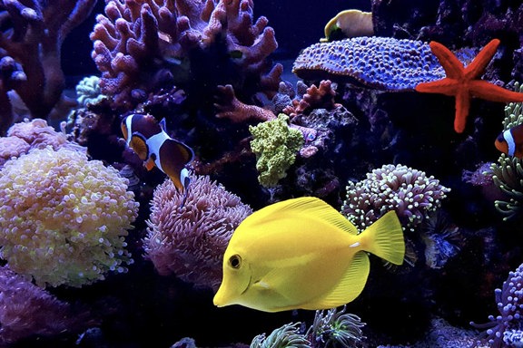 ВАЙКИКИ АКВАРИУМ