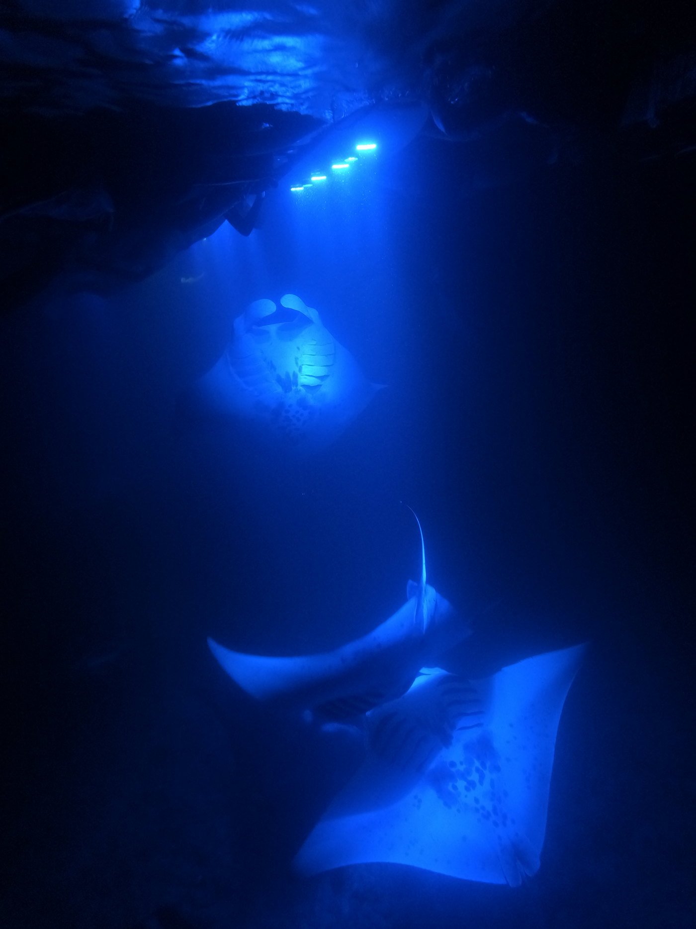 Скаты-манты