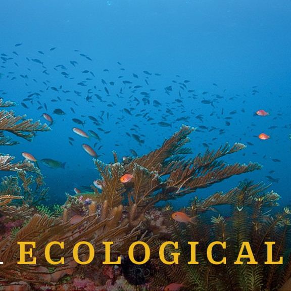 Зона аутригера