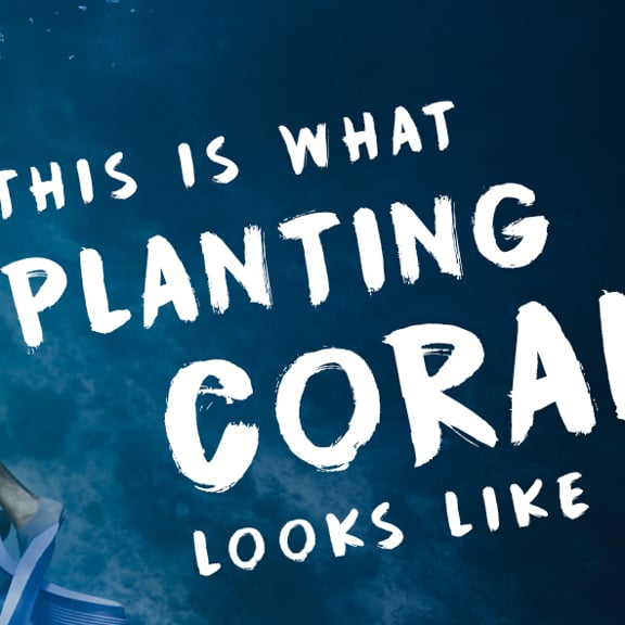 подводное плавание с аквалангом, свободное погружение, посадка коралловых рифов, океан