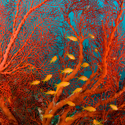 OZONE - Восстановление коралловых рифов - Outrigger Resorts