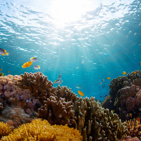 Концерт Surfrider World Oceans - Outrigger Hospitality Group