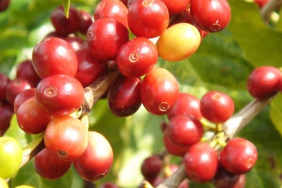 Kona-Coffee-Tours