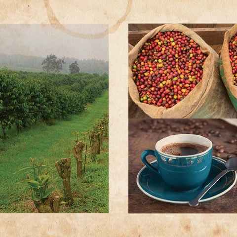 Kona Coffee | Кофе, выращенный на Гавайях
