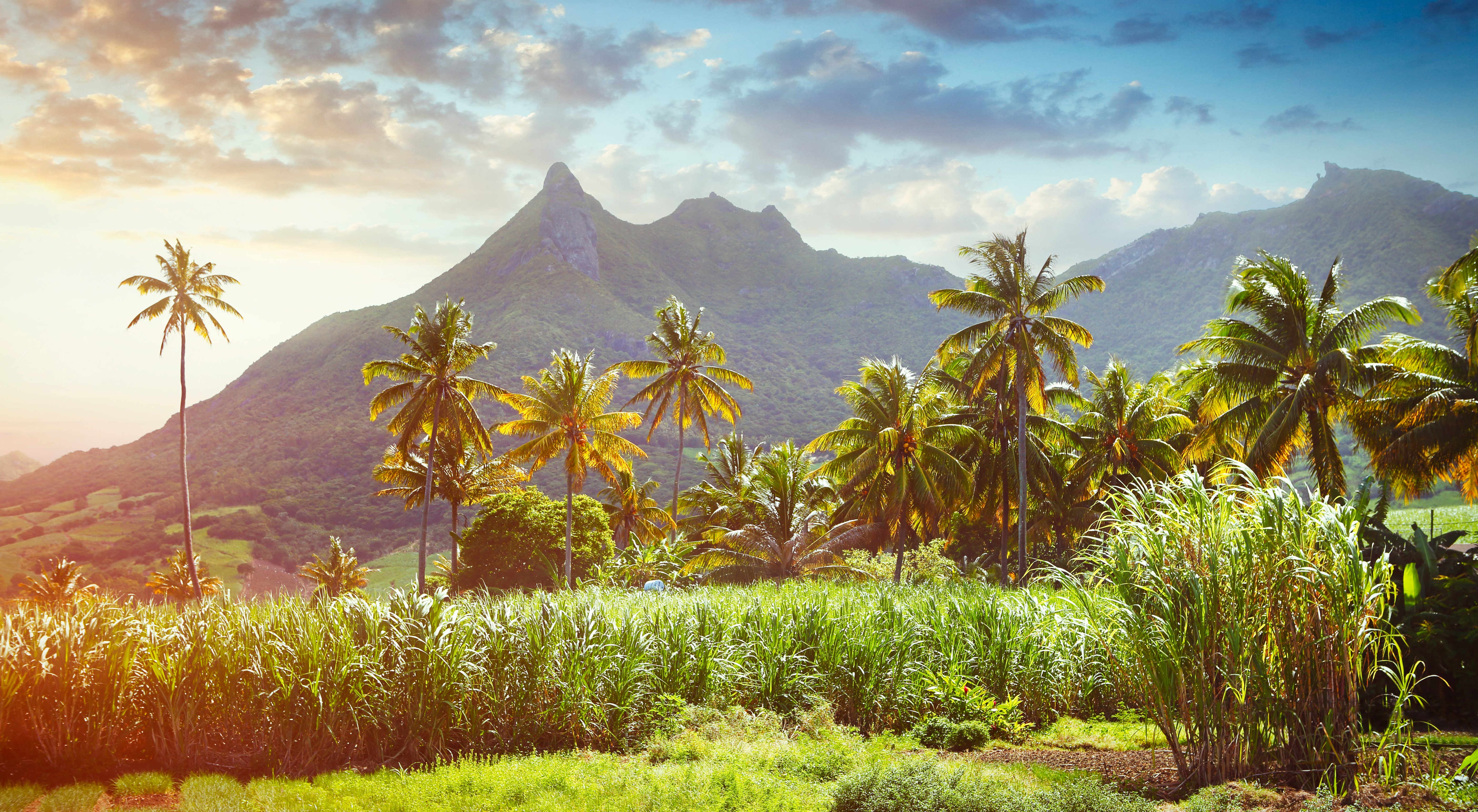 Sugarcane field in Mauritius