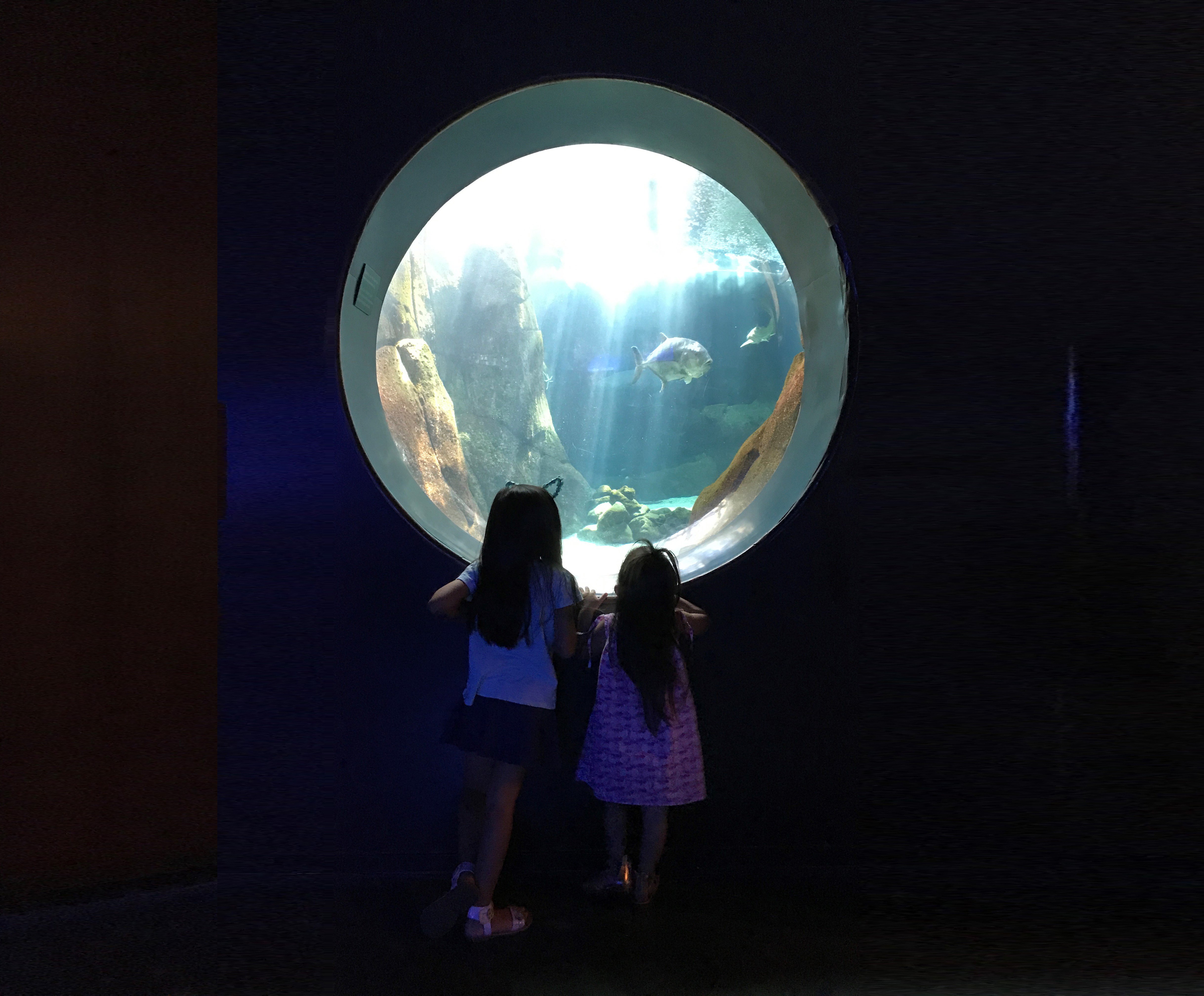 Two kids looking through a peep hole at the Waikiki Aquarium