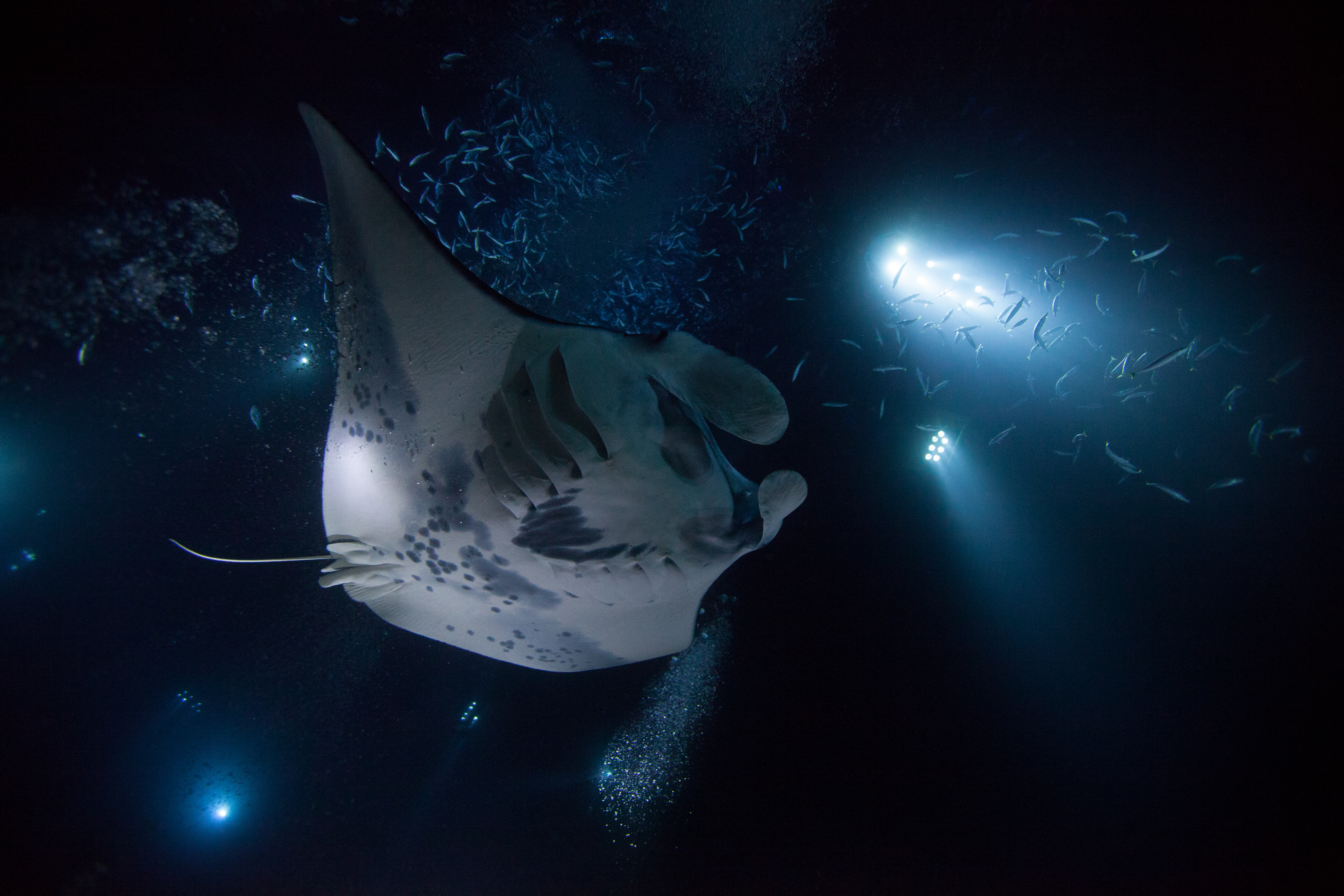 Big Island Manta Rays at night